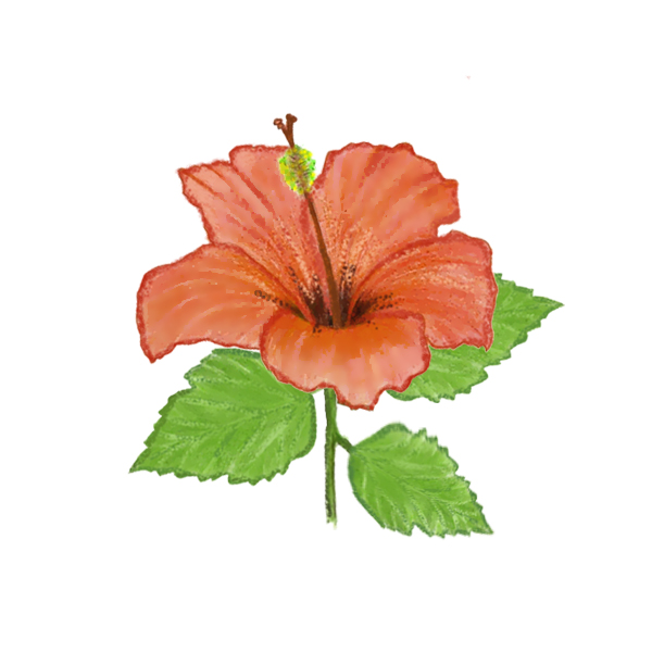 Hibiskus ali divji oslez