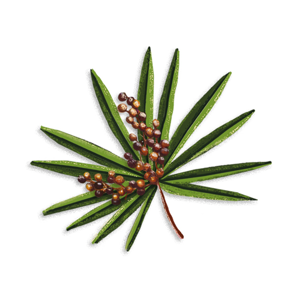 Palmeto