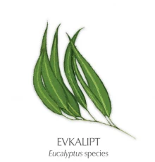 Eterično olje evkalipta, 10 ml