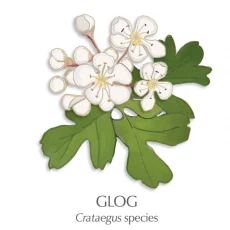 Glogove kapljice, 50 ml