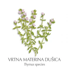 Materina dušica zdravilni čaj, 100 g