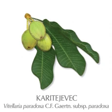 Karitejevo mazilo 100 ml