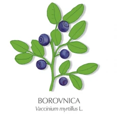 Borovnice zdravilni čaj, 100 g