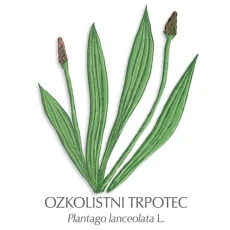 Trpotec zdravilni čaj