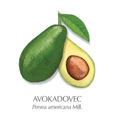 Avokadovo olje 30 ml
