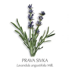 Eterično olje sivke, 10 ml