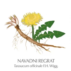 Regratove korenine, 150 g