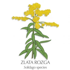 Zlata rozga zdravilni čaj, 70 g