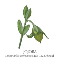 Jojobino olje 100 ml