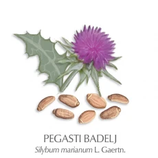 Pegasti badelj zdravilni čaj
