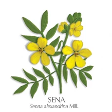 Sena zdravilni čaj