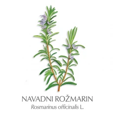 Rožmarin zdravilni čaj