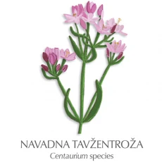Tavžentroža zdravilni čaj