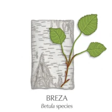 Brezovo listje zdravilni čaj, 70 g