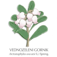 Gornik zdravilni čaj, 100 g