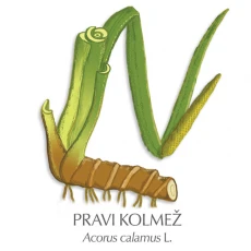 Kolmež zdravilni čaj, 100 g