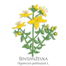 Šentjanževka zdravilni čaj