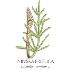 Preslica zdravilni čaj