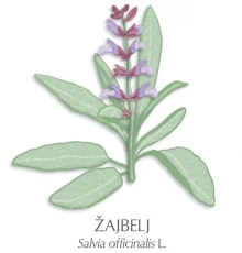 Žajbelj zdravilni čaj, 70 g