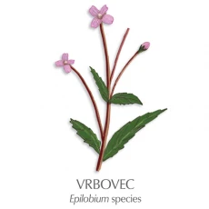 Vrbovec zdravilni čaj, 70 g